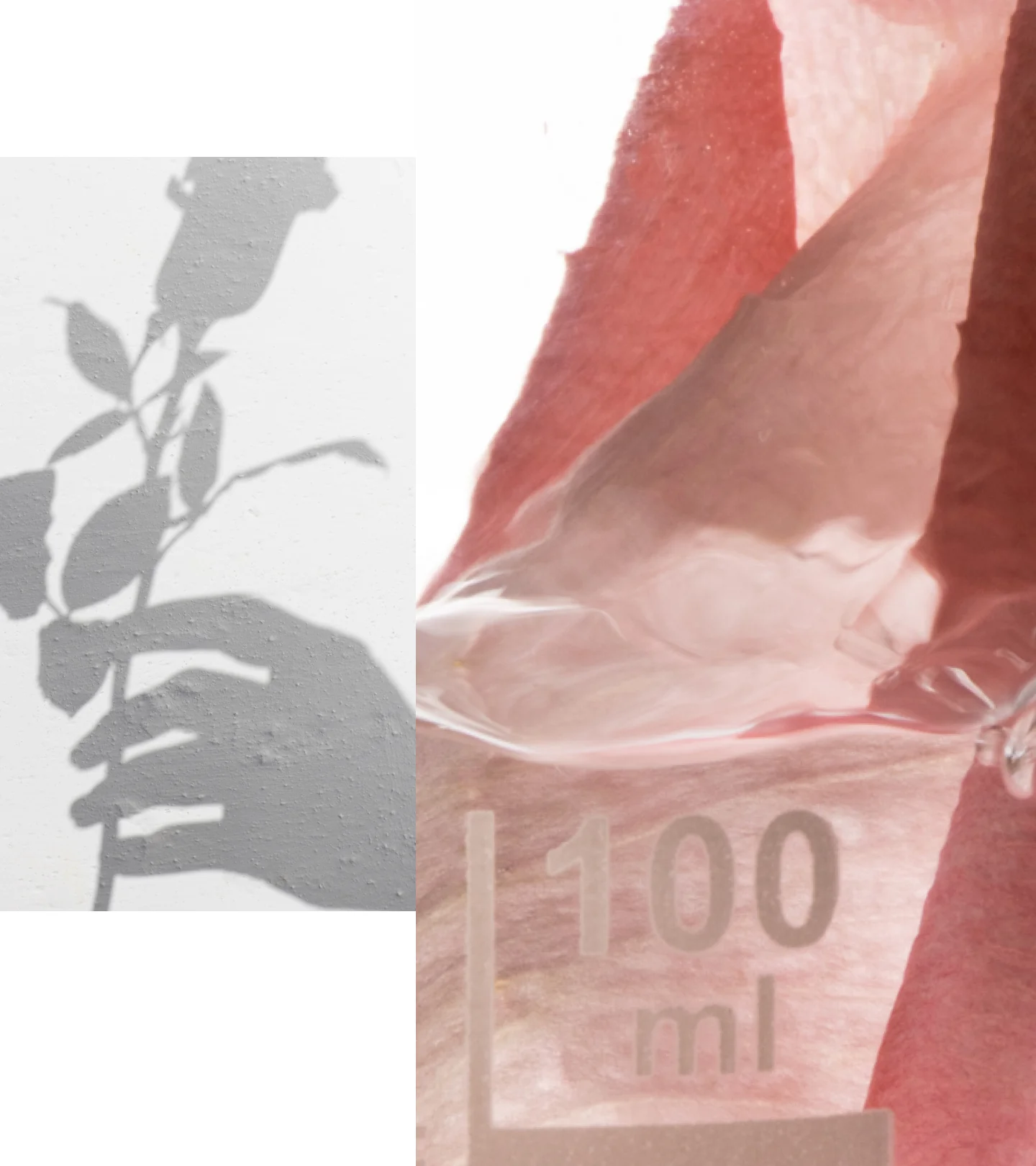 Apothecary Wild Rose Vitamin C Booster - Image 5