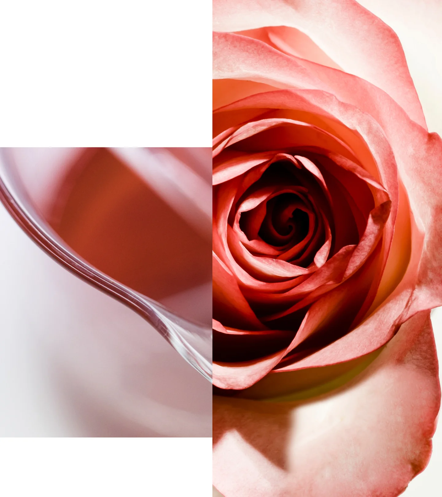 Apothecary Wild Rose Nachtcreme - Image 5