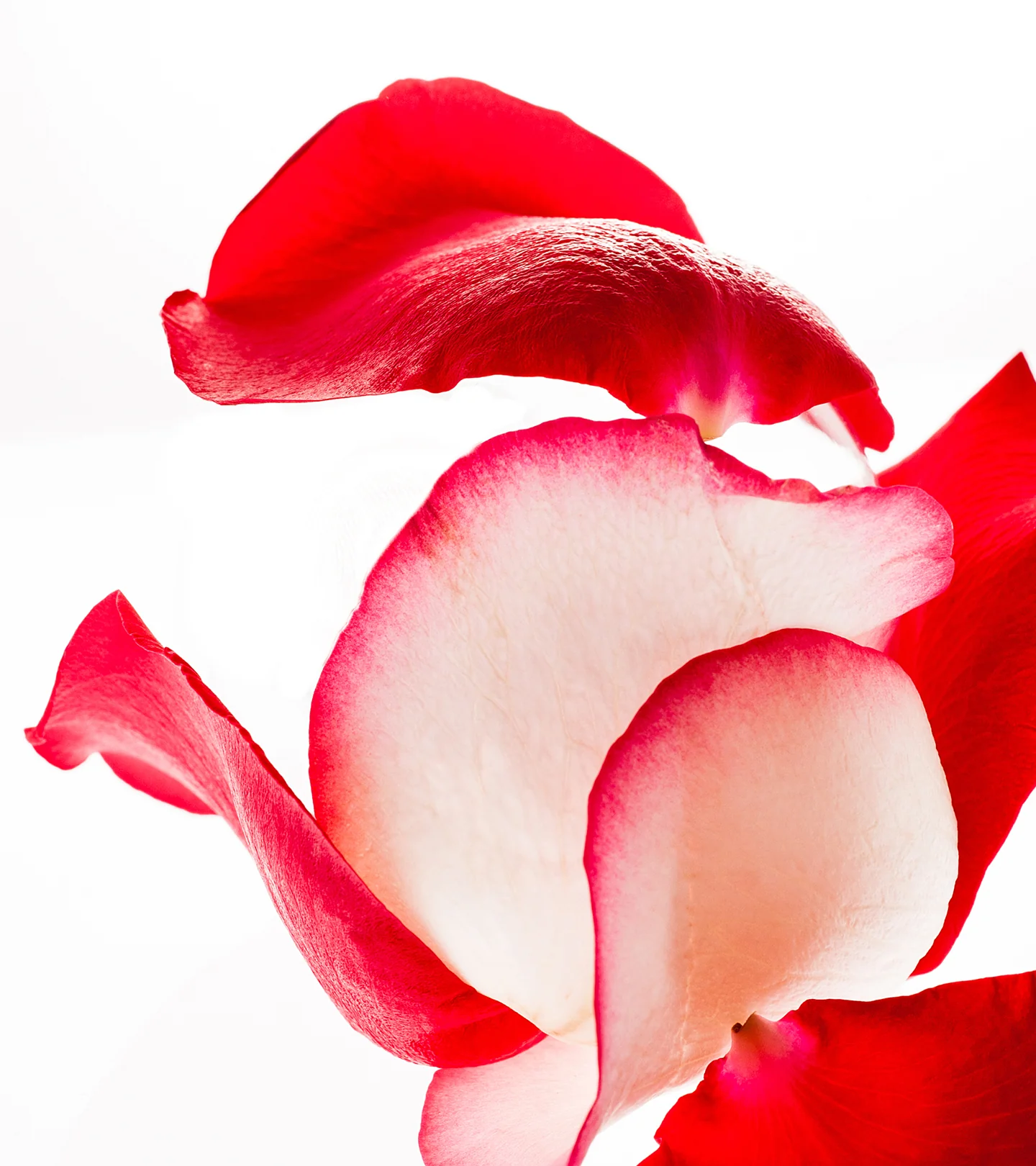 Apothecary Wild Rose Peeling-Creme - Image 4