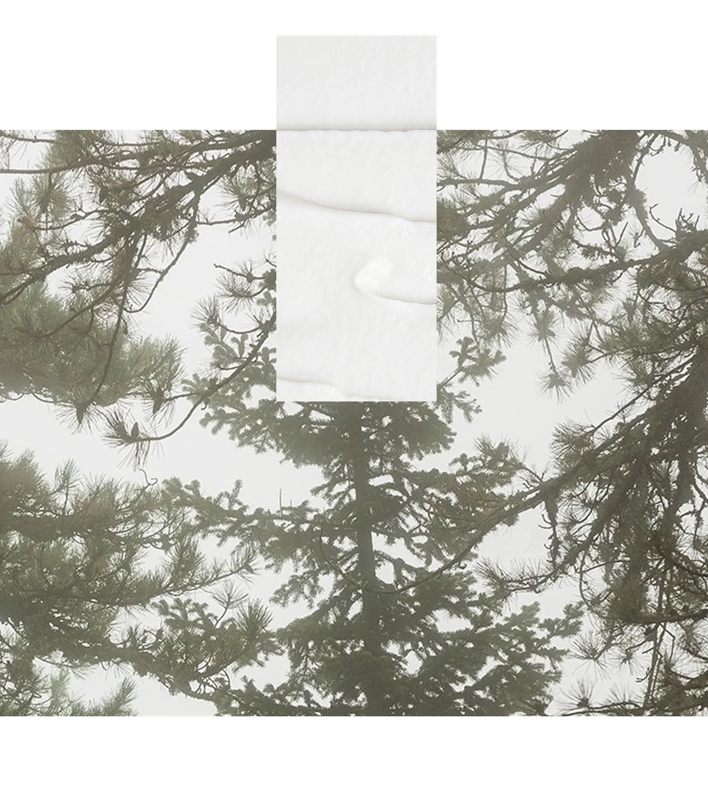 Black Pine Super Serum für ein 360° Augenlifting - Image 5