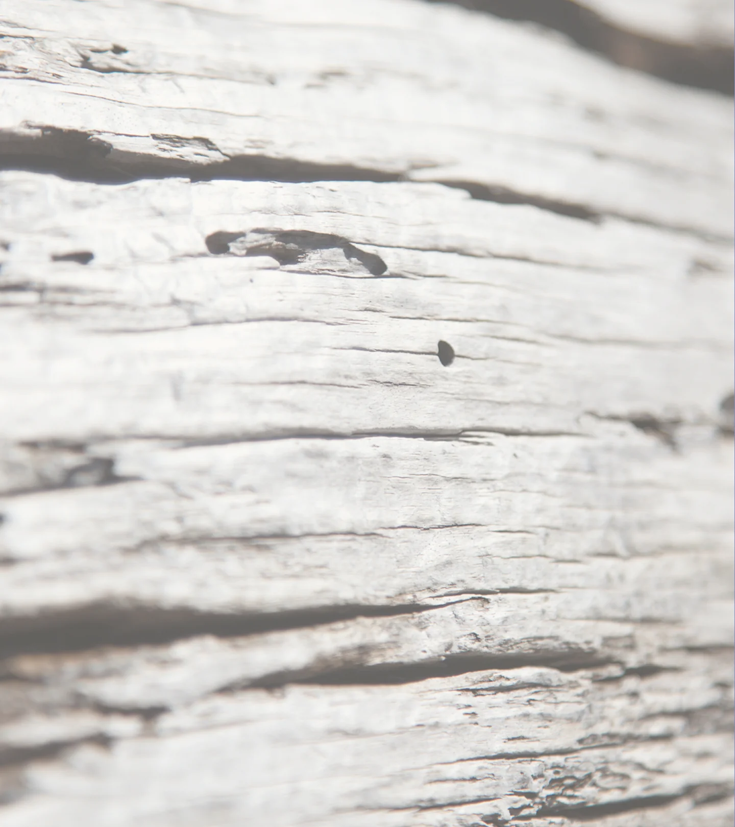 Black Pine Nachtserum - Image 7