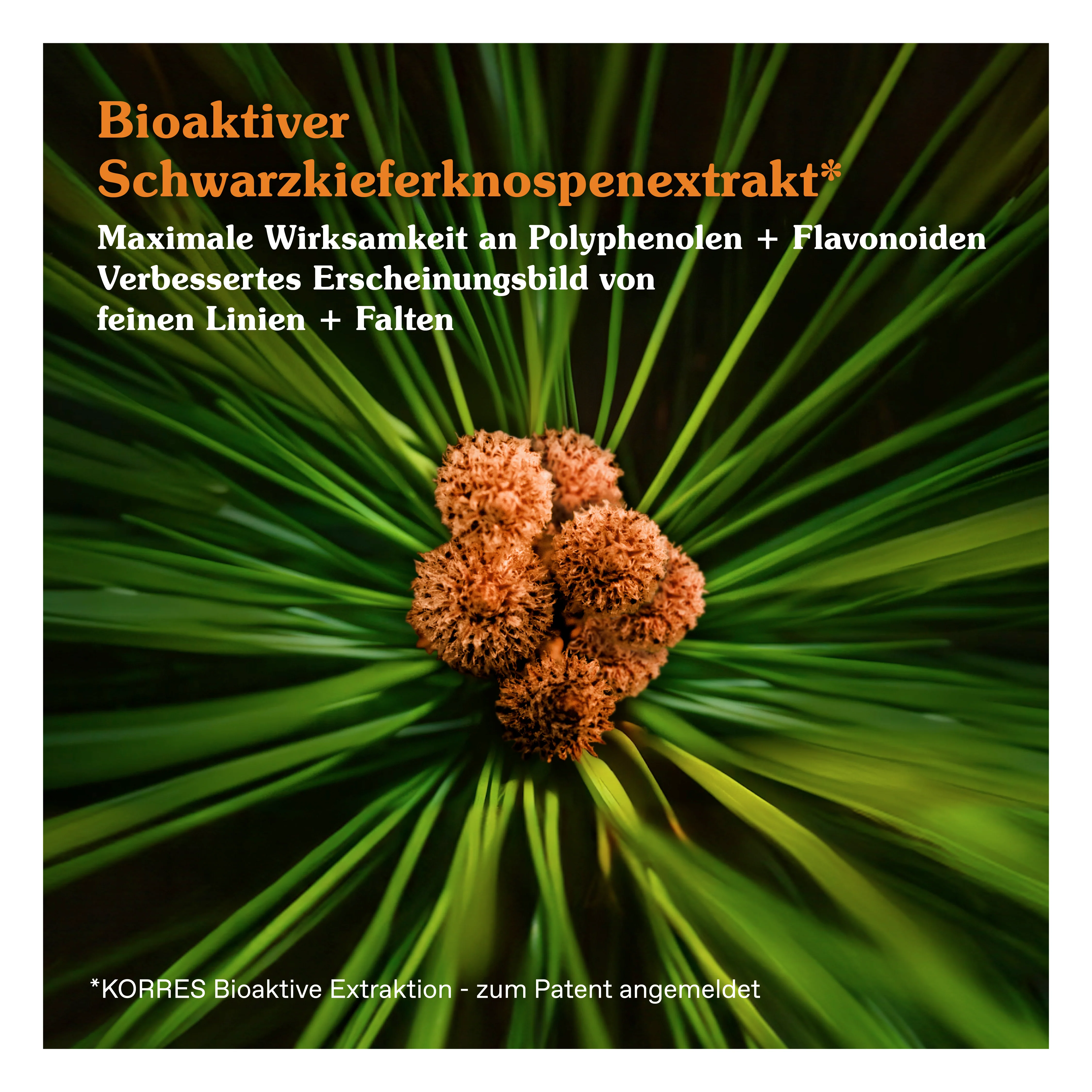 Black Pine Primus 6-fach-Hyaluron Booster für Faltenglättung - Image 4