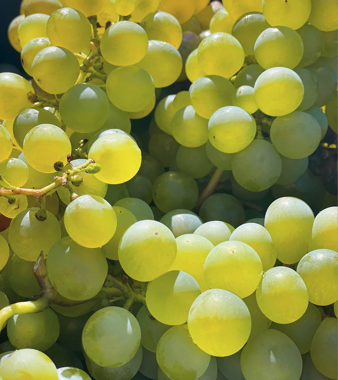 SANTORINI GRAPE Porenverfeinerndes Expert Duo - Image 3