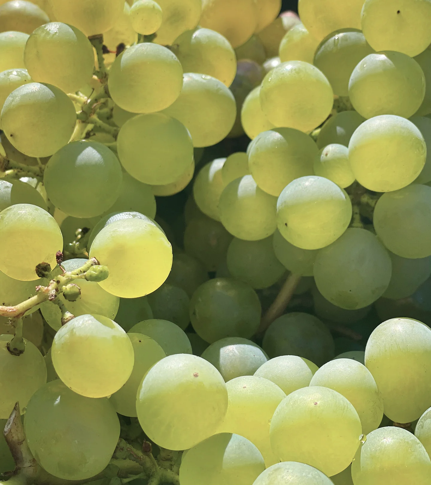 Santorini Grape Porenverfeinernder Toner - Image 4