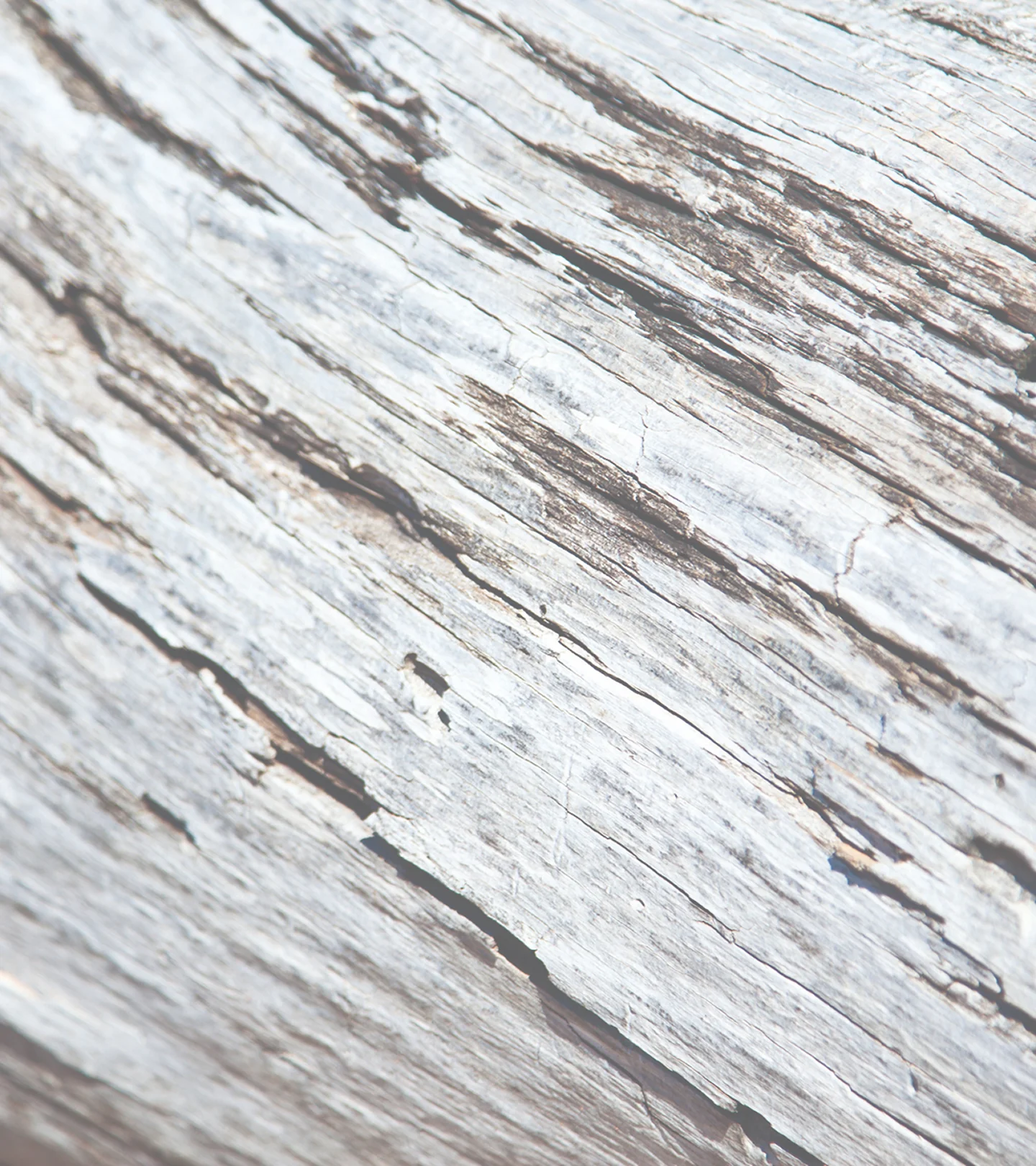 White Pine Meno Reverse™ Nachtcreme für reife Haut nach den Wechseljahren - Image 7